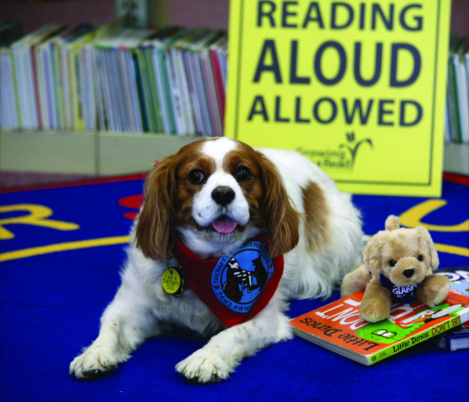 Therapy dog in library ready to hear a children