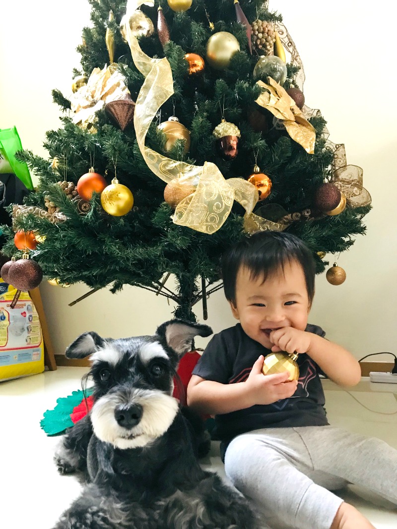 Little Ari today. This picture was taken on Christmas Eve 2018. He was 11 months and two weeks at the time. (On the left is Miyuki, our faithful Miniature Schnauzer, also a part of our family). 