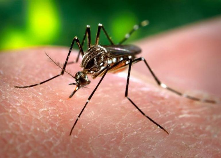 know-dengue1