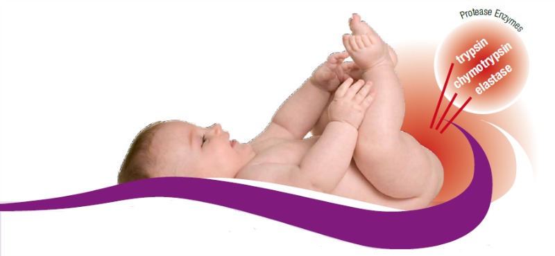 Diaper rash is caused primarily by proteolytic enzymes found abundantly in baby’s feces, especially those who are in the first 12 months of life. Protease enzymes damage the skin by causing inflammation, irritation and skin eruptions.