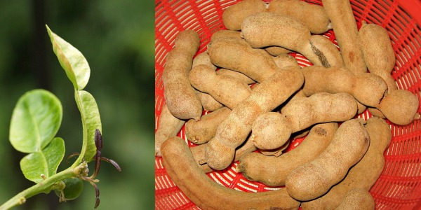 (From left) Kaffir lime leaves on its branch (Image Credits: By Fatrabbit), Tamarind or Asam Jawa (Image Credits: By Yosri) 