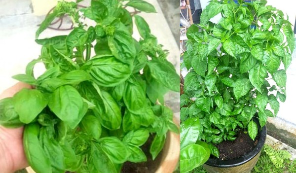 Sweet basil grows profusely in Yati’s garden. Great for Italian food or any other food that requires the piquant flavour of basil. The Ayam Sambal Simple, for instance, has been garnished with sweet basil.