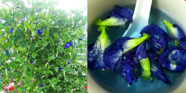 Butterfly Pea flowers or Bunga Telang grows in Yati’s garden. Bunga Telang is often used as a natural blue food dye in Nonya cooking, most noticably in Kuih or dyeing glutinous rice, nasi kerabu and so on. It can also be drunk as tea and is said to be a memory enhancer.