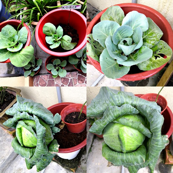 Everybody knows this one ─ it’s Kobis or cabbage. Yati actually has a cabbage patch and here you can see her cabbages in their various stages of growth.