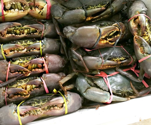 Familiar sight? Of course. This is Malaysia’s highly popular Mud Crab. This specie of crustacean has been gracing our dinner tables since time immemorial and is now a whole new industry that breeds, farms, supplies and exports in a big way. (Image Credit: Live Mud Crab, Puchong New Village, Selangor)