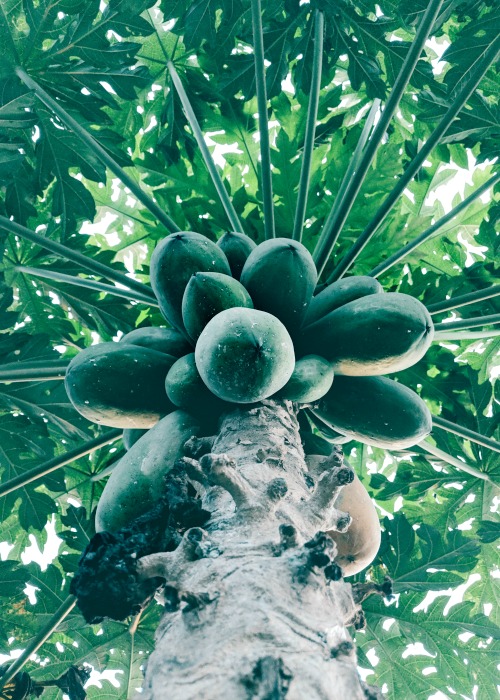 A tree of green papayas. Dangerous for pregnant mothers to eat. Fruits and Vegetables in Malaysia 