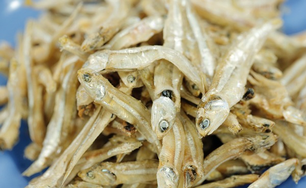 Raw anchovies. Seafood to Conceive