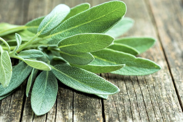 Fresh sage leaves. 7 Things Nobody Tells You When You Stop Breastfeeding