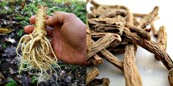 Dang Shen as a fresh root and dried. More Confinement Drinks: Turn Up the Heat with Dang Shen Tea & Bee Teh 