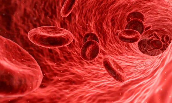 Close-up of red blood cells (Image Credit: Medical Xpress). Cord blood is collected from the umbilical cord after it is clamped and cut.