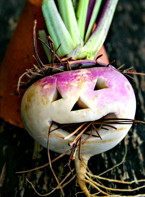 The original Irish Jack-O-Lanterns were made out of turnips but turnips were smaller and more difficult to carve than the pumpkin. (Image Credit: The Bitter Socialite)