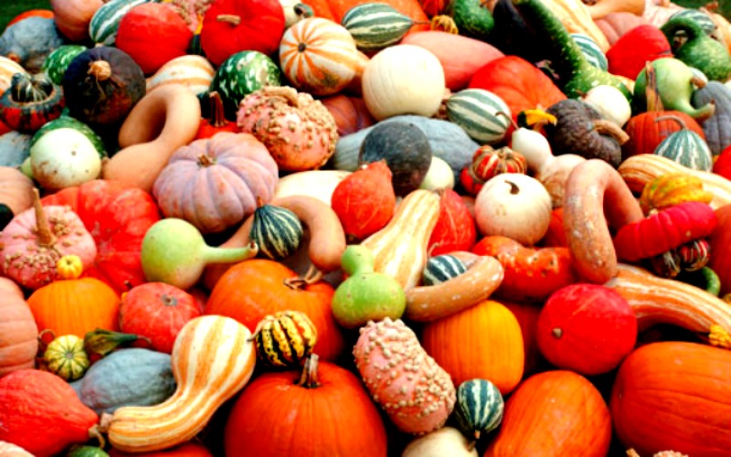 Look at the huge variety of pumpkins! Some of them are “warties” as you can see, bred to look that way to make for even weirder-looking Jack-O-Lanterns and decorations. (Image Credit: GatewayMacon)
