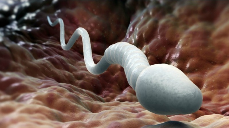 Most if not all men can produce sperm. However, can the sperm he produces swim? Are they healthy and in normal shape or are they deformed? Is there enough produced? A couple’s inability to conceive is not just due to the woman but also the man who accounts for 50% of infertility cases. (Image Credit: WallHere)