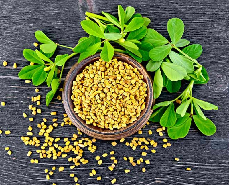 Men in the know use fenugreek for hernia, erectile dysfunction, male infertility, and other male problems. Both men and women use fenugreek to improve sexual interest. Breastfeeding mums sometimes use fenugreek to promote milk flow. Fenugreek is sometimes used as a poultice for muscle pain, wounds, leg ulcers and eczema. (Image Credit:Herzingdagi)