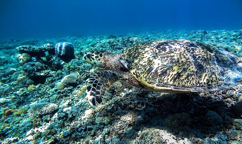 snorkeling with turtle in Lombok