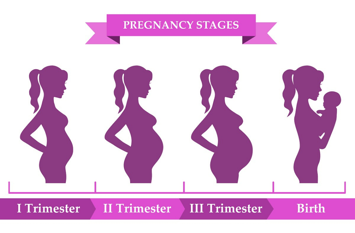 1 2 3 Триместр беременности