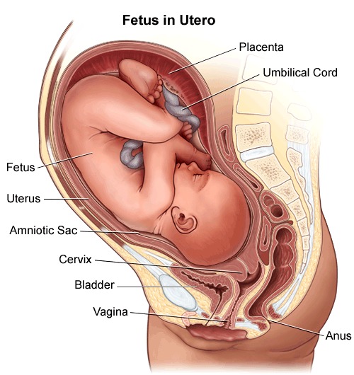 The growing baby inside the uterus where he is deeply cushioned from outside activities (Image Credit: Stanford Children’s Health). 