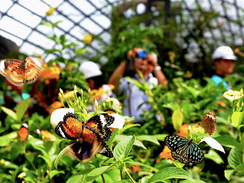 Entopia by Penang Butterfly Farm Wonderfly Asia