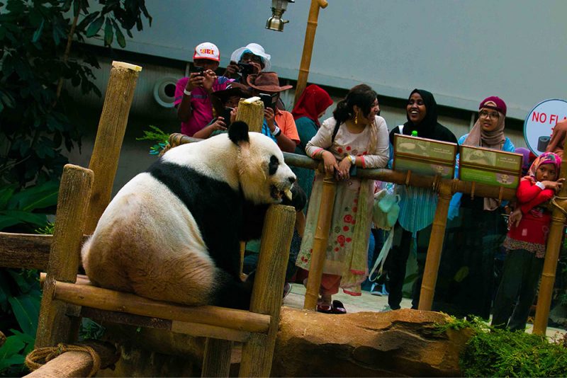 Zoo Negara Panda Motherhood