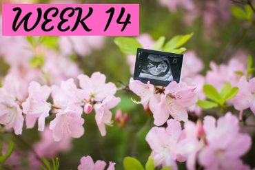 Second trimester: Things to know in week 14