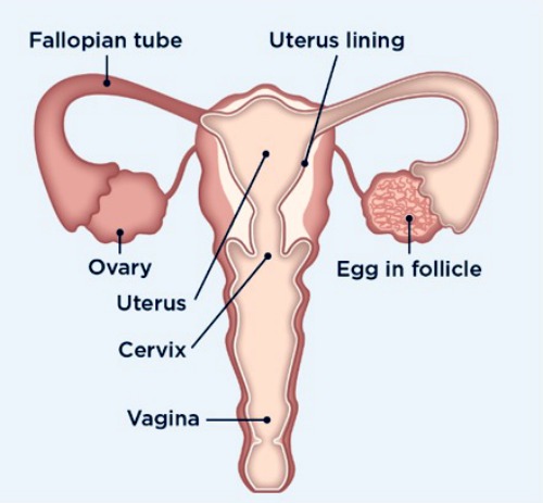 All your eggs are contained in your ovaries. Every month, at the first part of your menstrual cycle, one of the eggs in the ovary is being ripened. At ovulation time, the follicle containing the egg will burst and the matured egg is propelled very quickly into the Fallopian tube to travel to the uterus so that it can be fertilized by the sperm. (Image Credit: Clearblue.com)