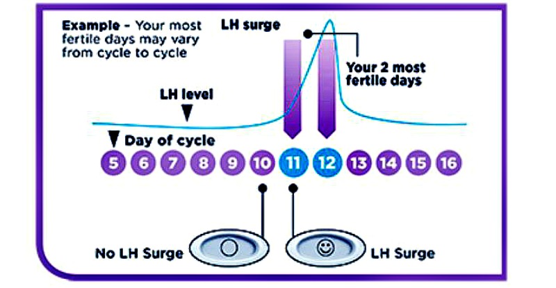 Clearblue Digital Ovulation test works by detecting the hormone called luteinising hormone (LH) in your urine. (Image Credit: Clearblue.com)