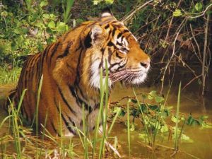 Malayan Tiger in Water