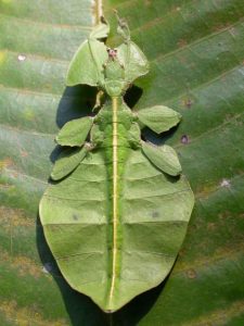 Giant Leaf Insect if you fear of insects