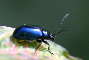 Blue Beetle of Malaysia