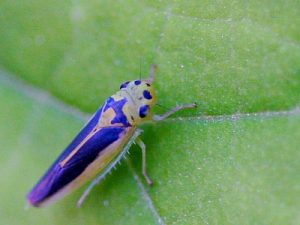 Purple Cricket on Leaf
