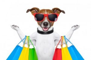 Jack Russel Going Shopping