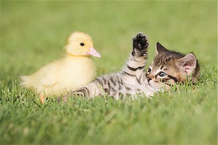 Duckling And Cat At Play
