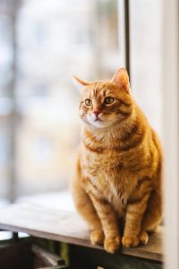 Ginger Cat By Window