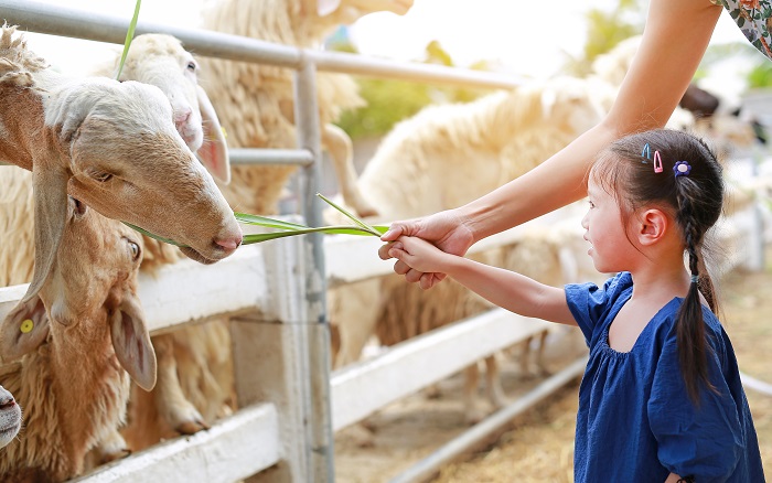 girl feeding the goat