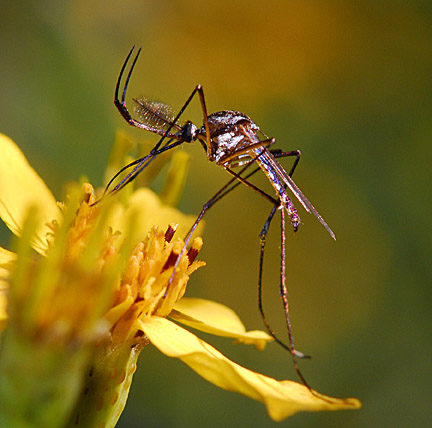 mosquitoes On Flower