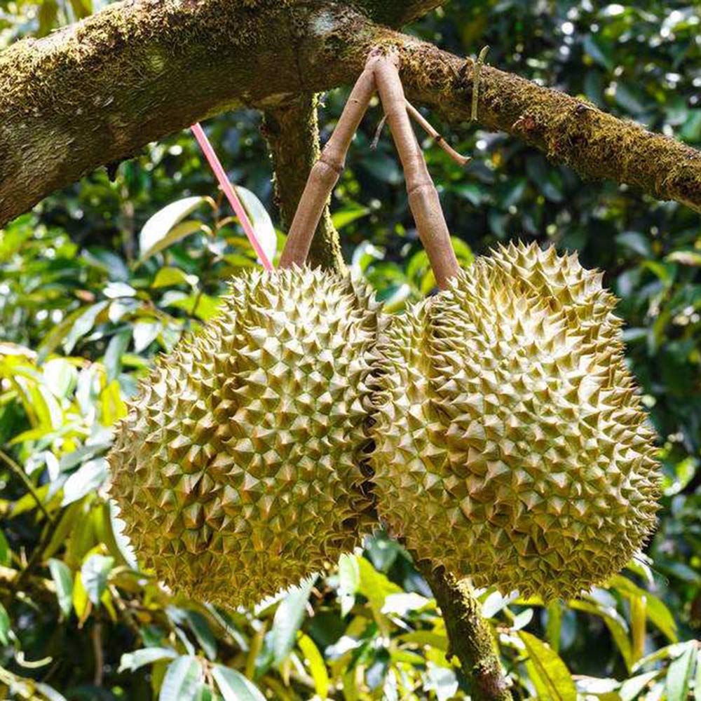 durian - can pregnant women eat durian