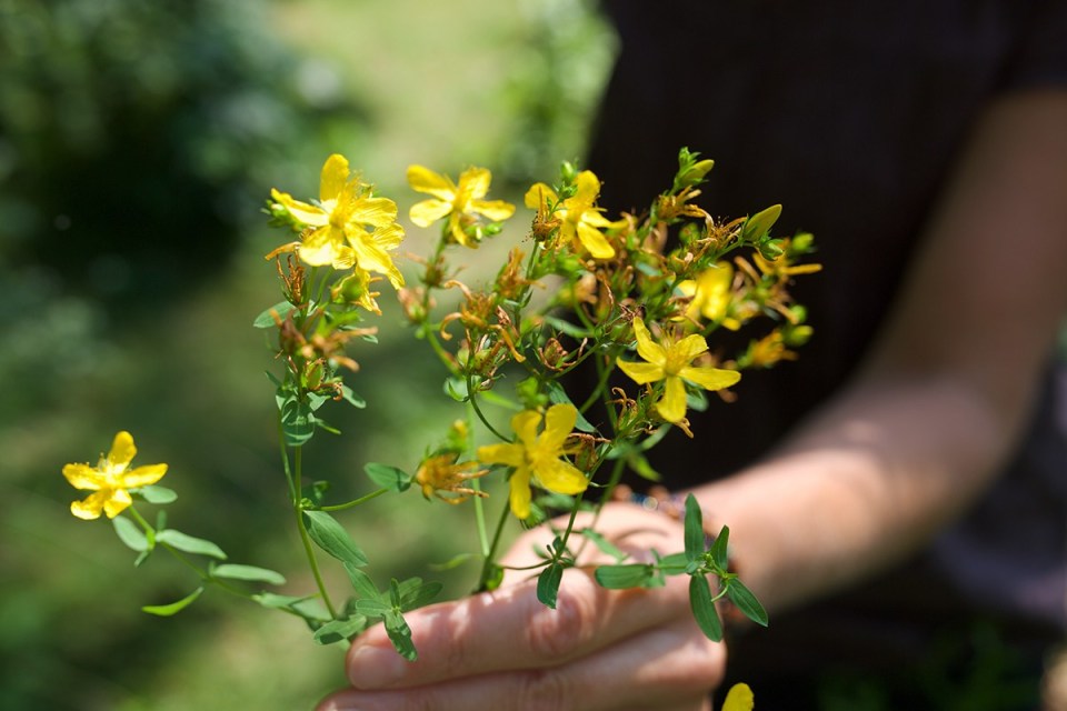 Woman With St John's Wort Plant