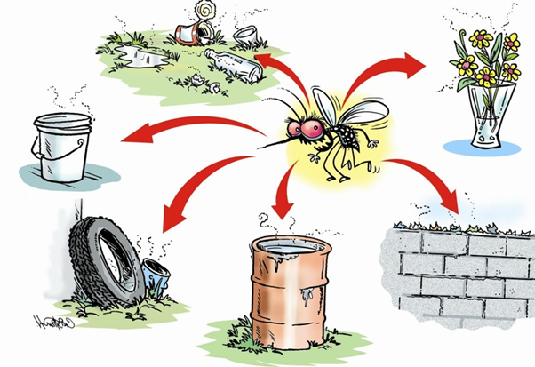 places or containers that attracts mosquitoes causing dengue