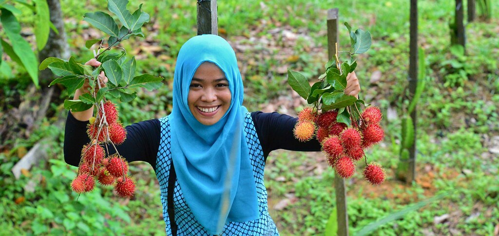 Rambutan Harvest