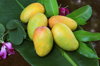 Indian Mangoes on Leaf