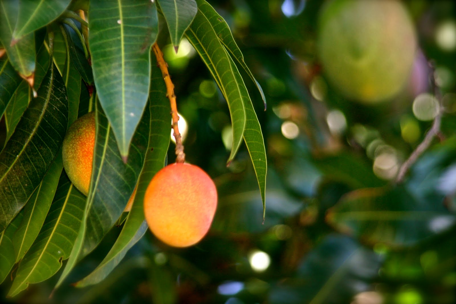 Ripening Mango On Tree