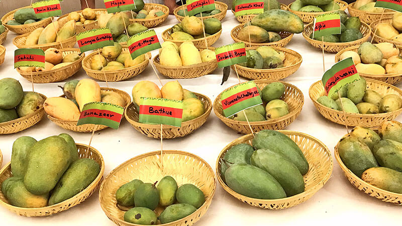 Varieties Of Mangoes 