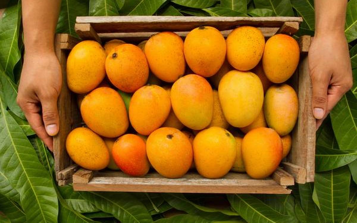 Alphonso Mangoes In Crate