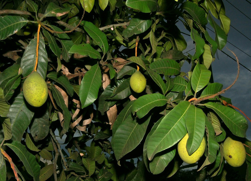 kuini mangoes on the tree