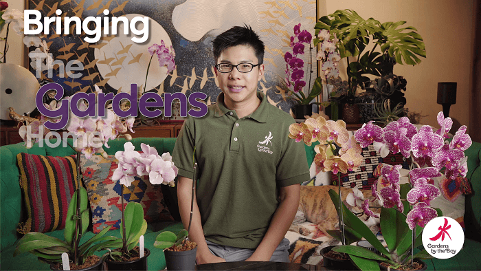 bringing the gardens home by singapore tourism
