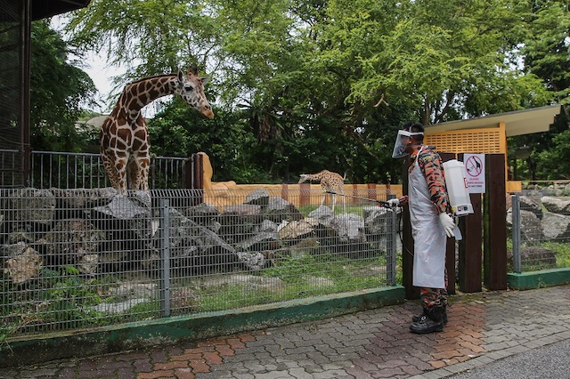 Man Disinfecting Zoo