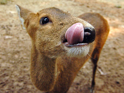 Javan Deer Feeding Zoo Negara