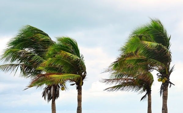 Palm Trees On A Windy Day