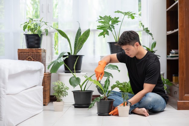 guy gardening indoor plants at house