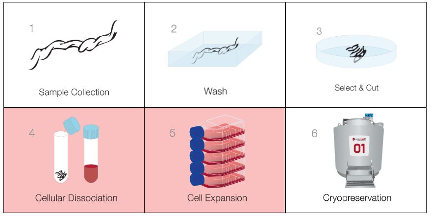 the collection of stem cell 